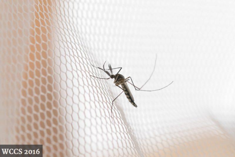 Como elegir mosqutieras para caravanas featured image