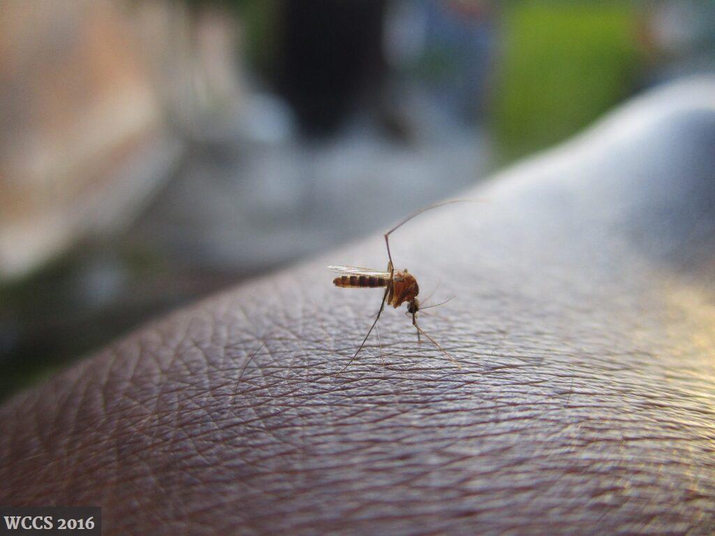 prevención durante la temporada de mosquitos