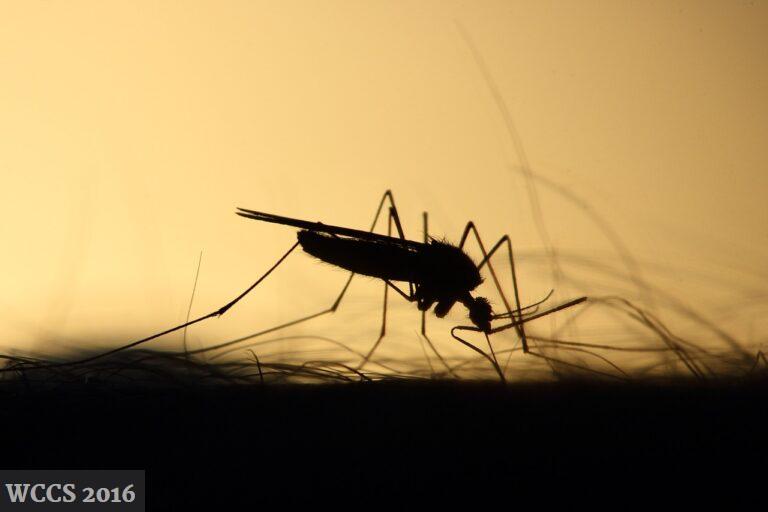 ¿Cuándo es la temporada de los mosquitos?