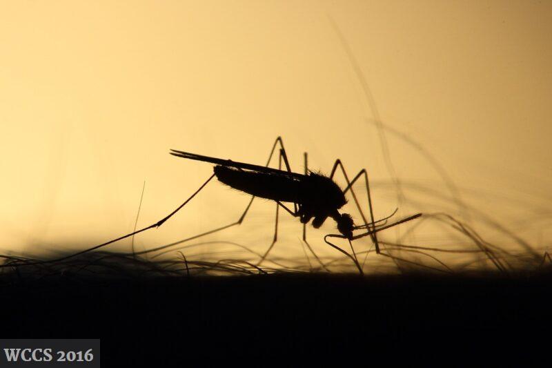 ¿Cuándo es la temporada de los mosquitos? featured image