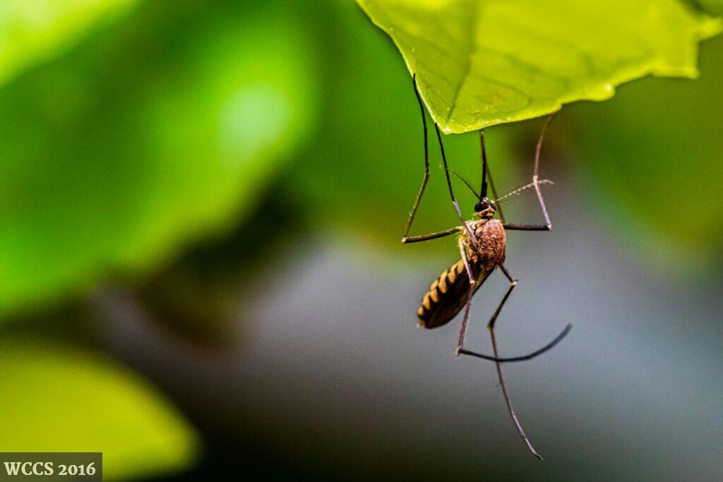 temporada de los mosquitos